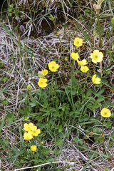 Ranunculus turneri