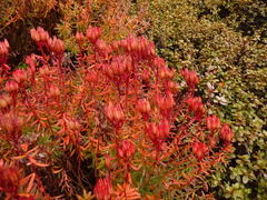 Rhodiola fastigiata