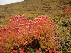 Rhodiola fastigiata