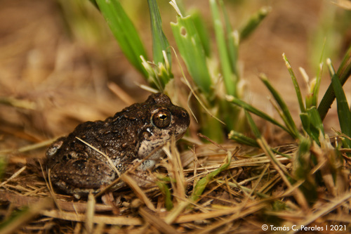 Spotted-flanks Four-eyed Frog, Pleurodema tucumanum