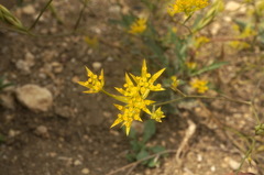 Bupleurum odontites