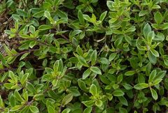 Ziziphora clinopodioides