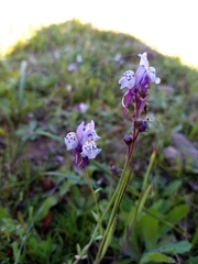 Linaria amethystea amethystea