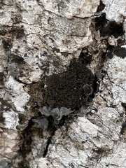 Dendriscocaulon intricatulum