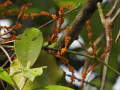 Phoradendron piperoides