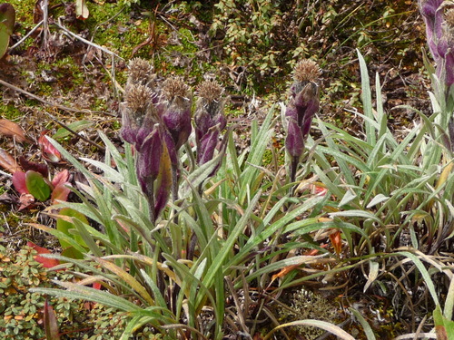 Saussurea velutina