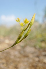 Bupleurum odontites
