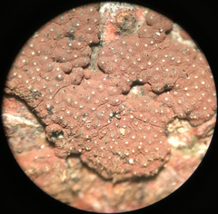 Hypoxylon perforatum