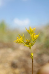 Bupleurum odontites