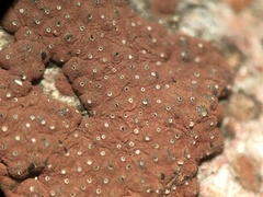 Hypoxylon perforatum