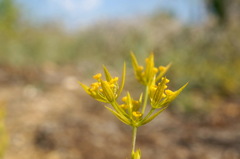 Bupleurum odontites