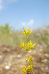 Bupleurum odontites