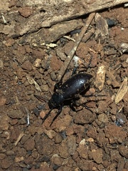 Eleodes longicollis