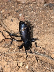 Eleodes longicollis