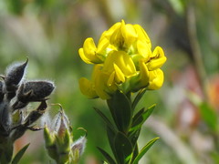 Liparia hirsuta