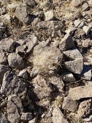 Dasyochloa pulchella