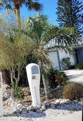 Pseudophoenix sargentii