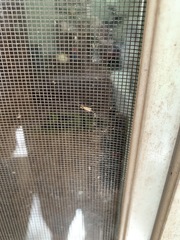 Chironomus crassicaudatus