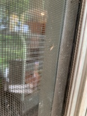 Chironomus crassicaudatus