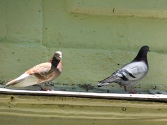 Columba livia domestica