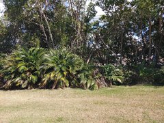 Chamaedorea cataractarum