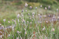 Alopecurus magellanicus
