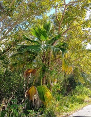 Pritchardia