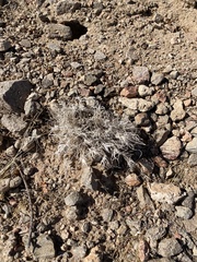 Dasyochloa pulchella