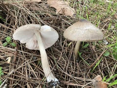 Pluteus primus