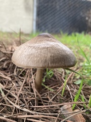 Pluteus primus