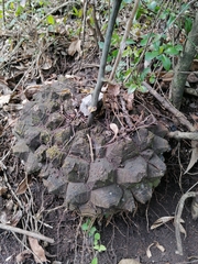 Dioscorea mexicana