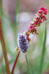 Alopecurus magellanicus