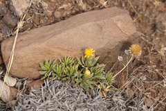 Haplopappus pusillus