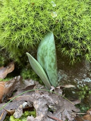 Erythronium umbilicatum