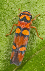 Erythrogonia jucunda