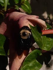 Xylocopa grisescens