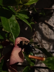 Xylocopa grisescens