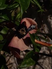 Xylocopa grisescens