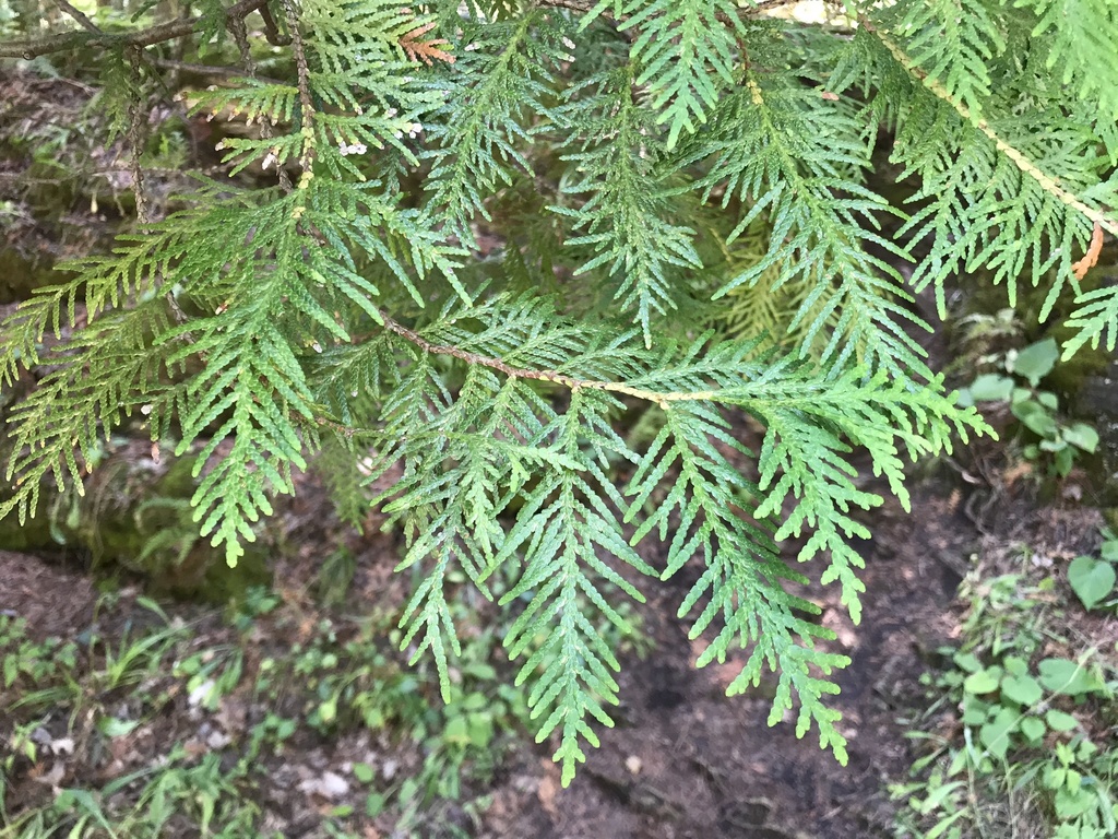 northern whitecedar (Thuja occidentalis)  iNaturalist