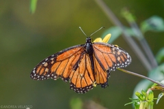 Danaus plexippus