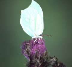 Gonepteryx aspasia