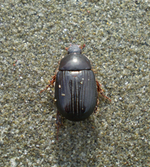 Adoryphorus coulonii
