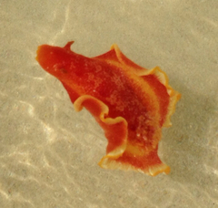 Hexabranchus sanguineus image