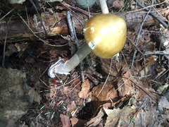 Amanita sinicoflava