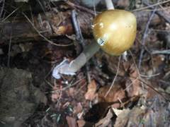Amanita sinicoflava