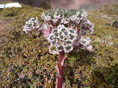 Hymenidium amabile