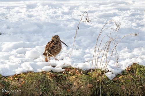 Chocha perdiz (Scolopax rusticola)