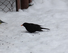 Turdus merula