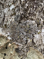 Physconia grumosa