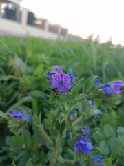Echium plantagineum